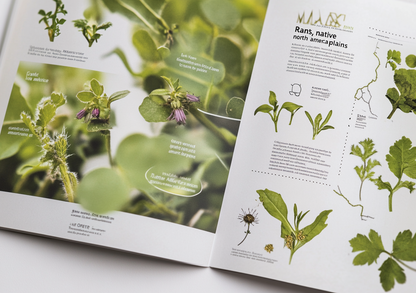 The Definitive Guide to Foraging Wild foods: Discovering the Secrets of Natural Healing 2