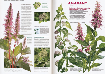 The Definitive Guide to Foraging Wild foods: Discovering the Secrets of Natural Healing 2